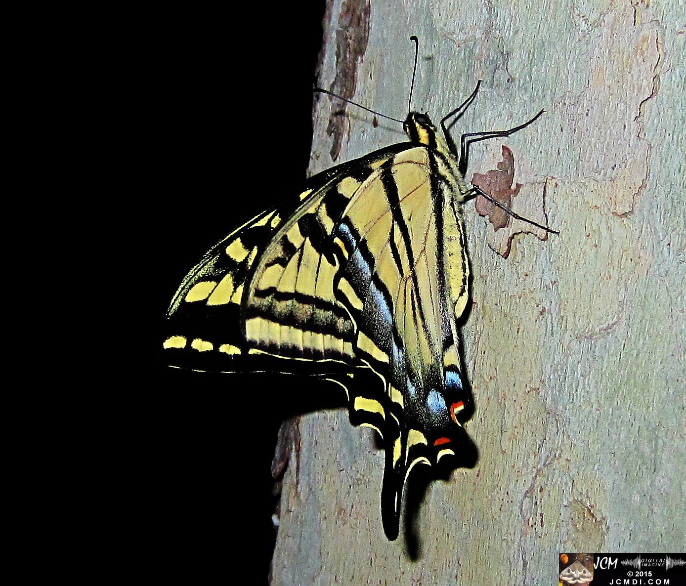 Western Tiger Swallowtail butterfly male on Sycamore Trunk jcmdi.com